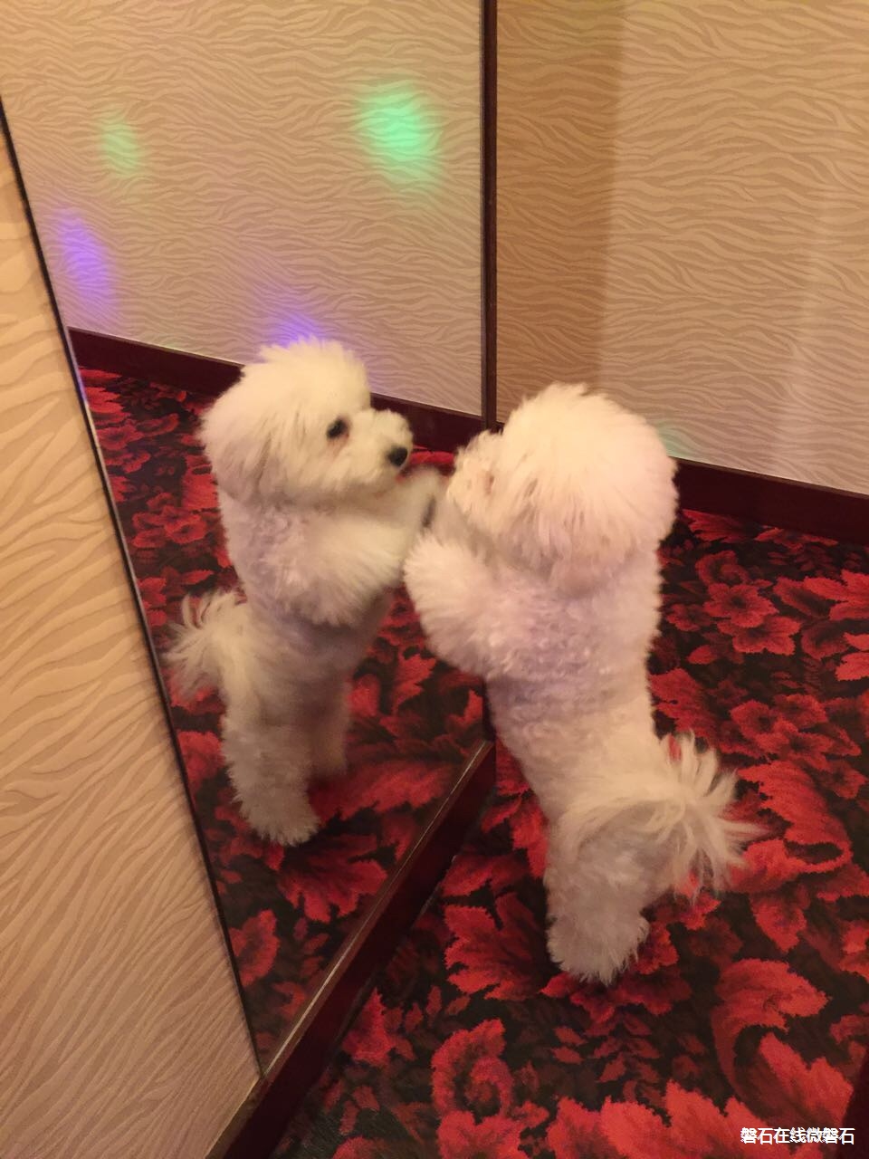 小狗第一次照鏡子