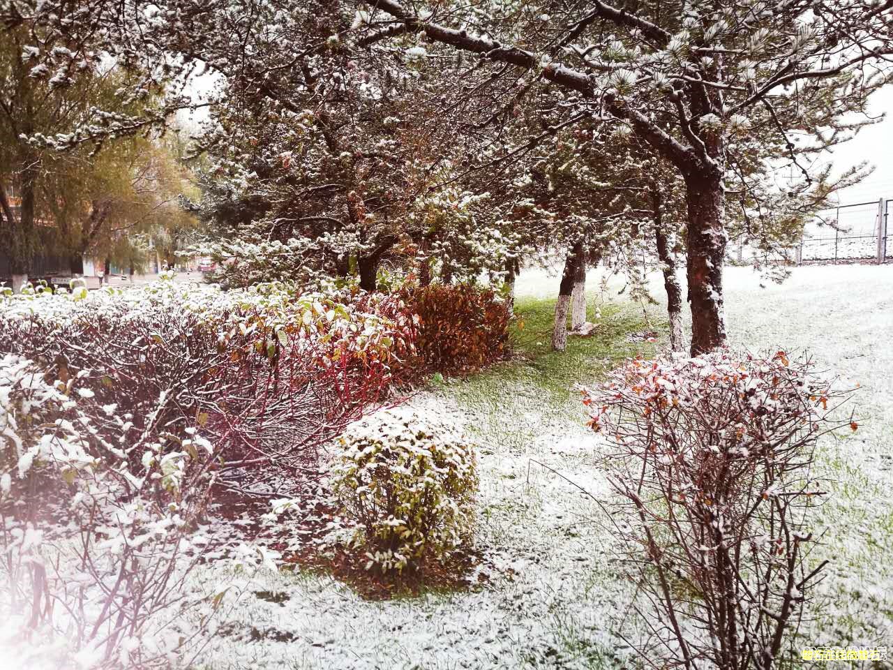 2016第一场雪，欢迎大家把雪景照片发来看看