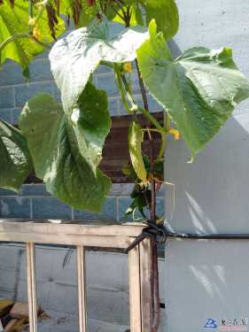 盆栽也可结黄瓜，风水硕果自到家。