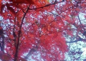 今秋红叶！